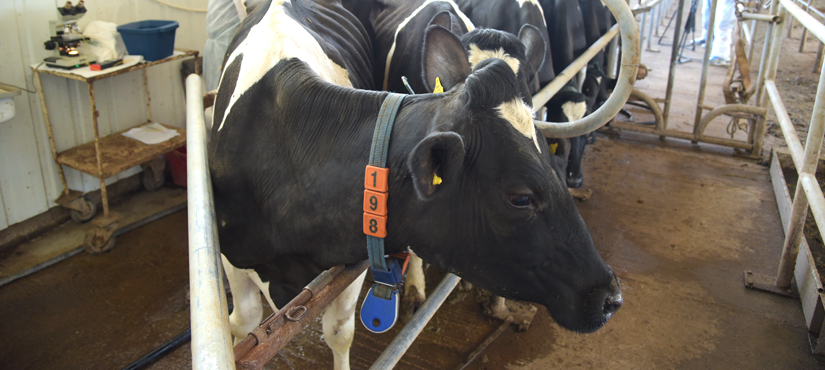 Transplatacija goveđih embriona na farmi krava AD Napredak u Staroj Pazovi